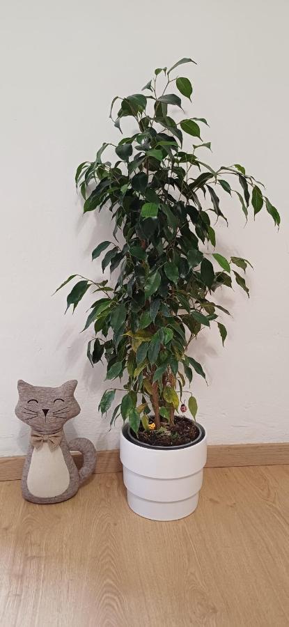 Annina Apartament Turyn